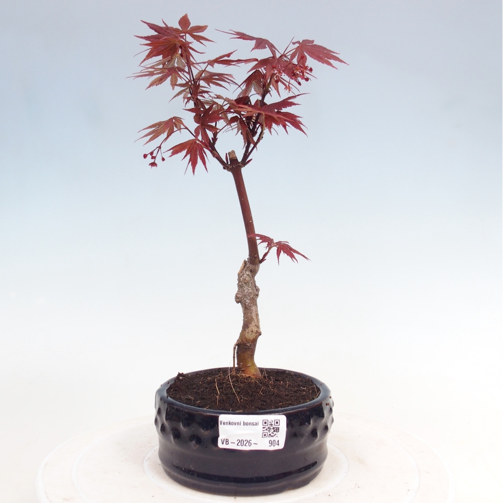Outdoor bonsai - Acer palm. Atropurpureum-Javor palmate