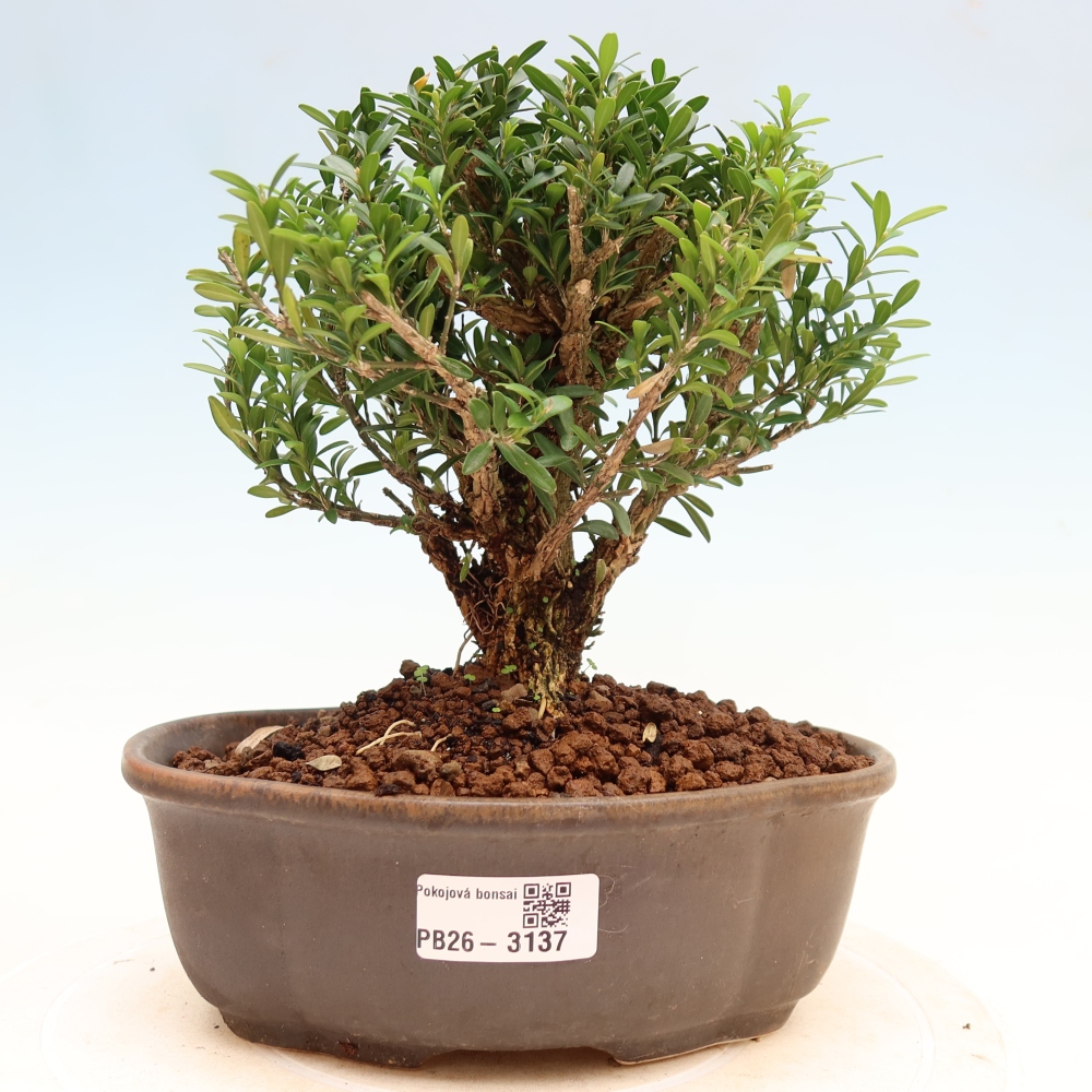 Room bonsai - Buxus harlandii - cork buxus