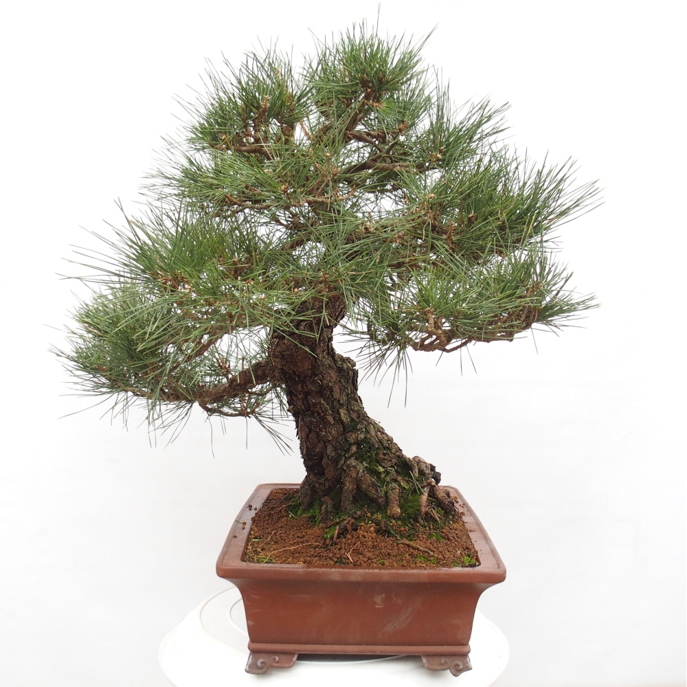 Outdoor bonsai - Pinus thunbergii - Thunberg pine