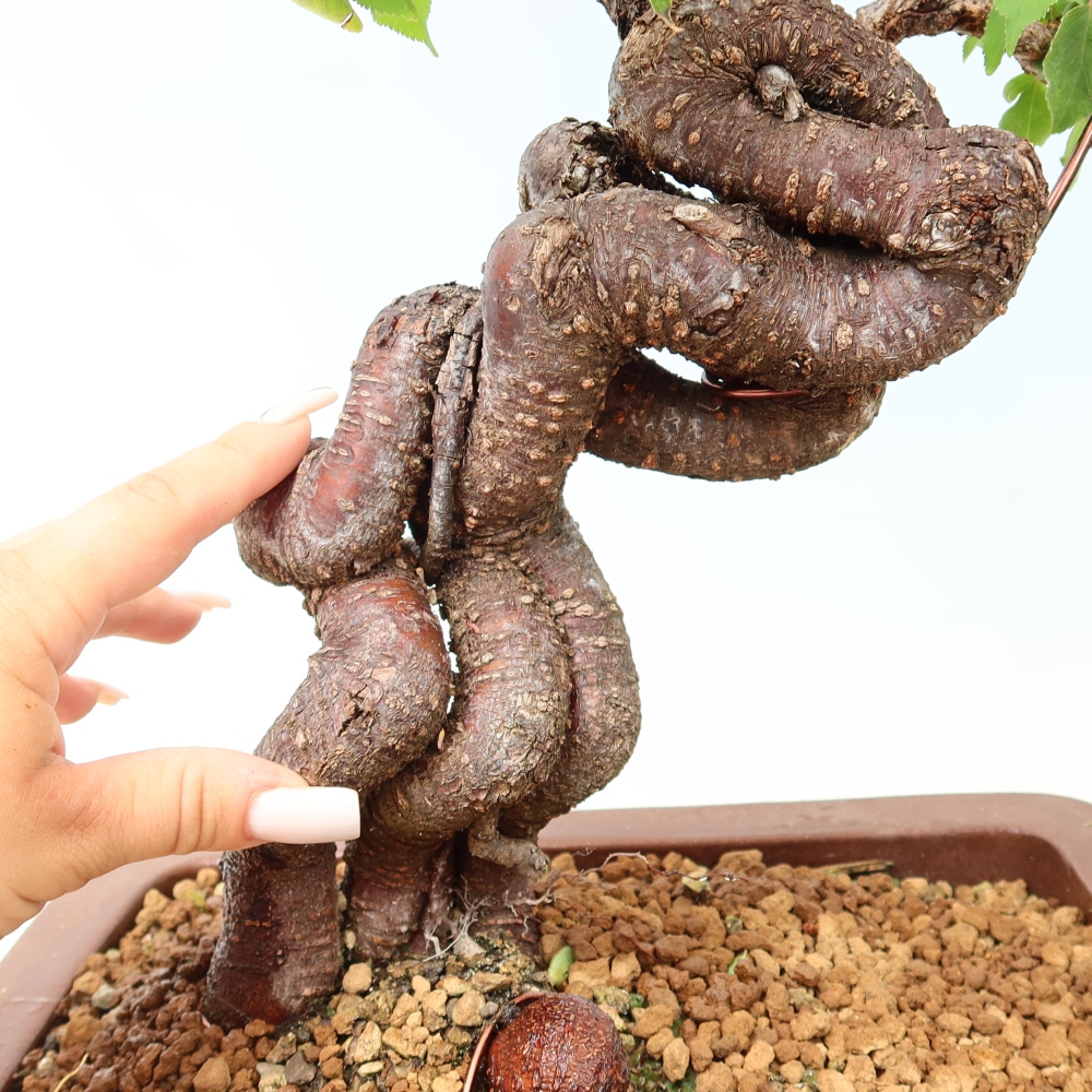 Outdoor Bonsai - Japanese Apricot - Prunus Mume