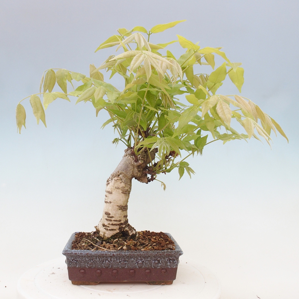 Outdoor bonsai - Wisteria floribunda - Wisteria floribunda