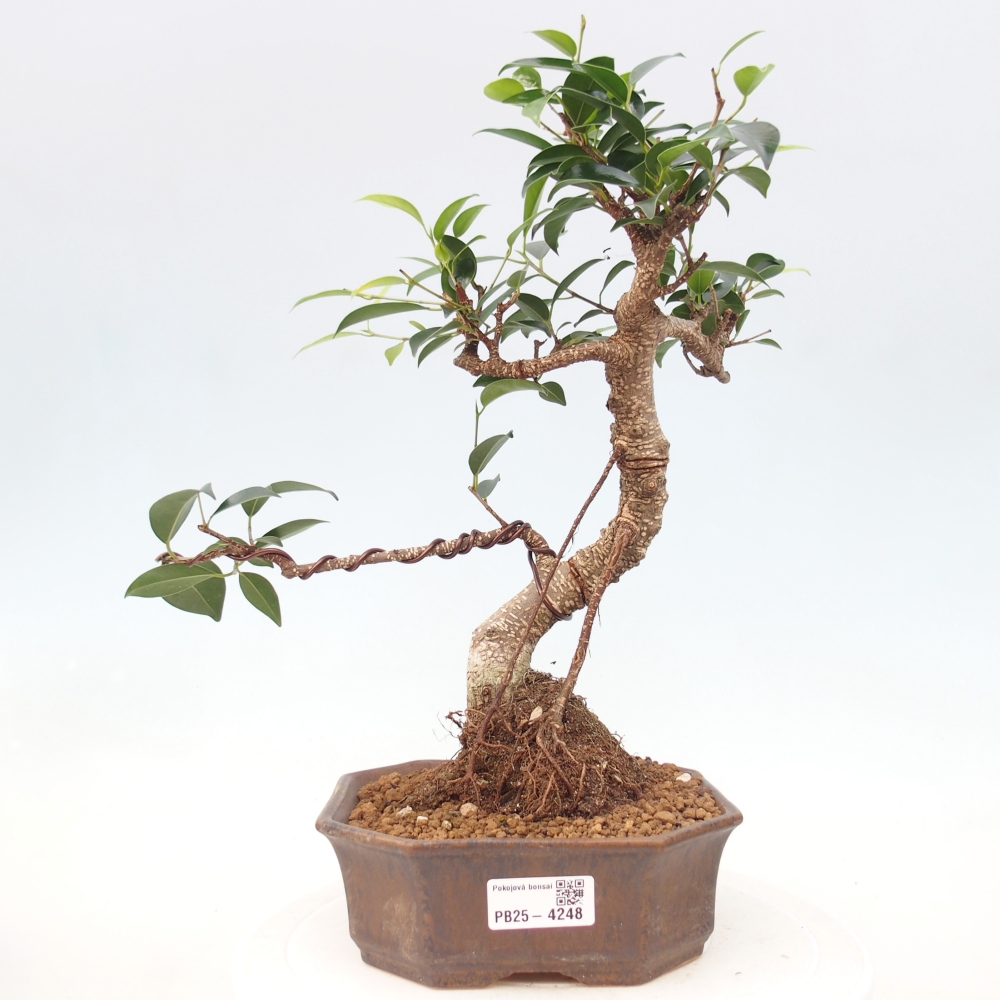 Room bonsai - Ficus retusa - small-leaved ficus