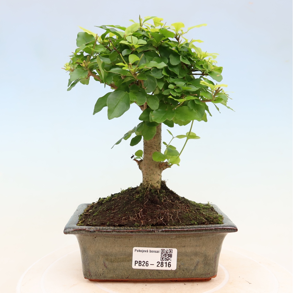 Room bonsai -Ligustrum chinensis - Birds Beak