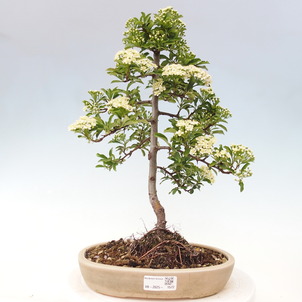 Outdoor Bonsai-Pyracanta Teton -Bakery