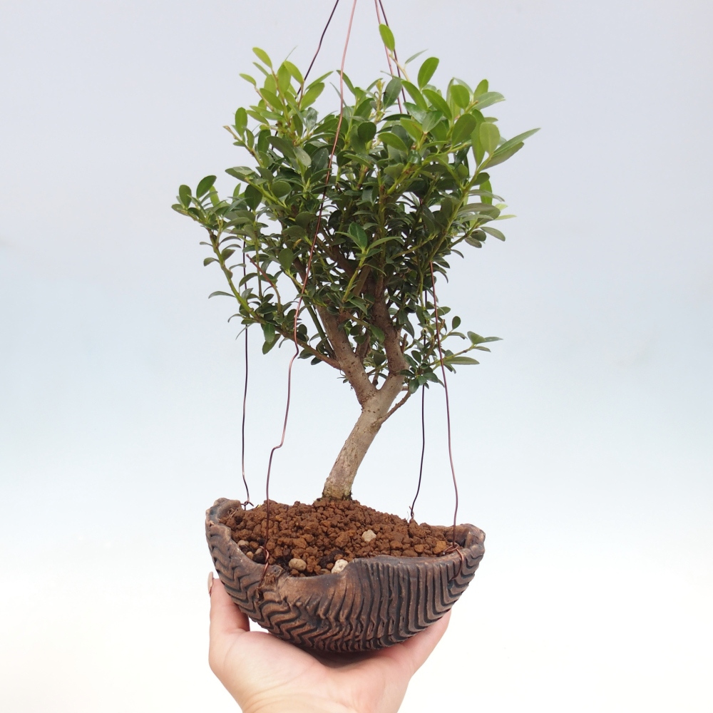Kokedama in ceramic - Ilex crenata - Holly