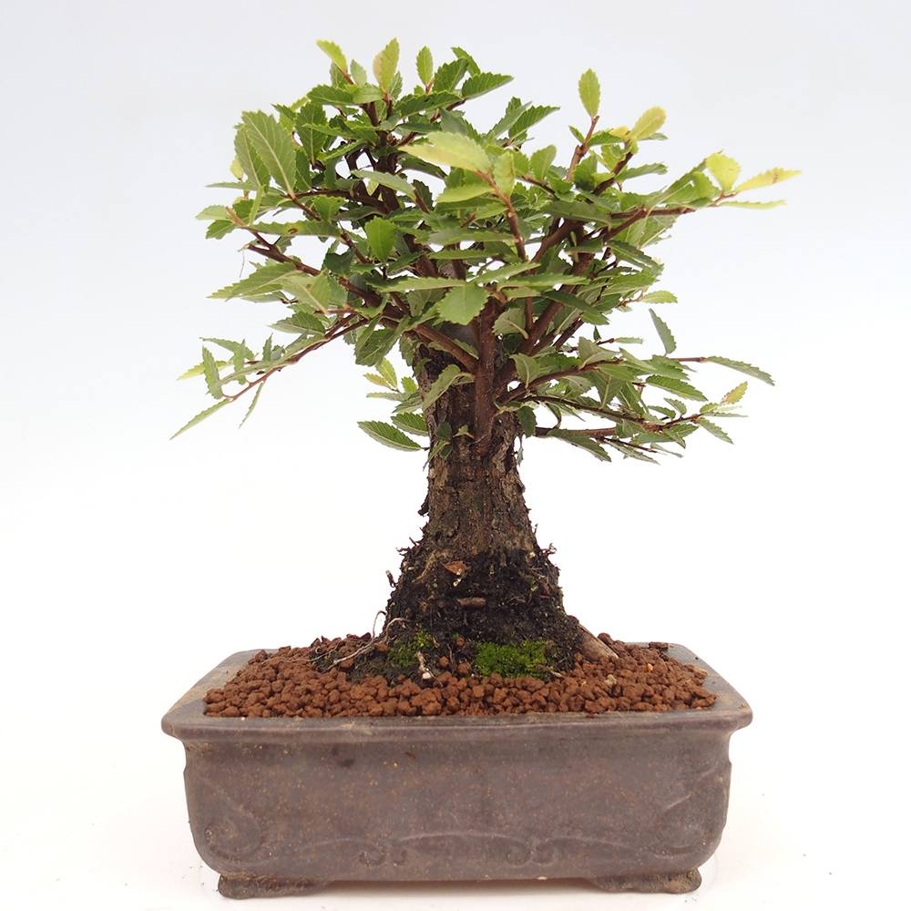 Outdoor bonsai - Zelkova - Zelkova NIRE
