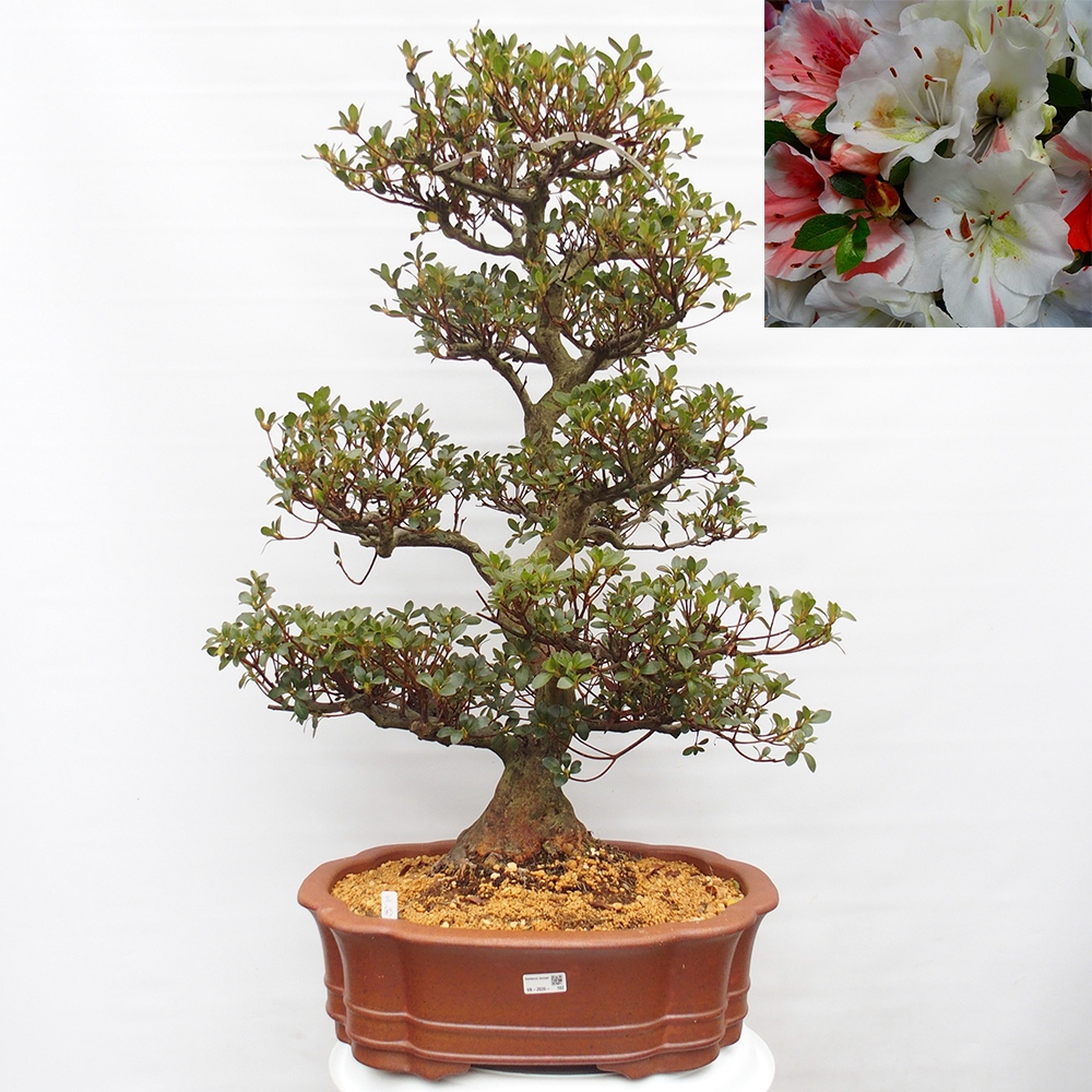 Outdoor bonsai - Japanese Azalea - Azalea Sansei
