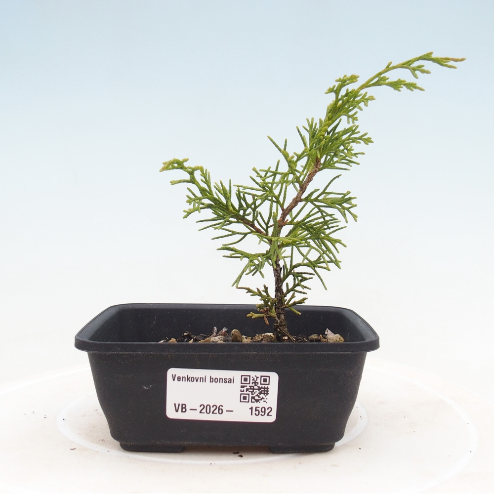 Outdoor bonsai - Juniperus chinensis Itoigawa