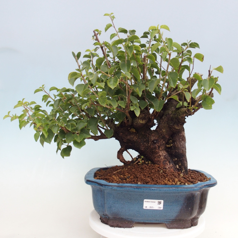 Outdoor bonsai - Mahalebka - Prunus mahaleb