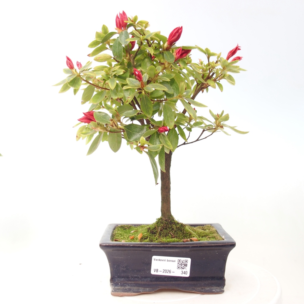 Outdoor bonsai - Japanese azalea - Azalea sp.