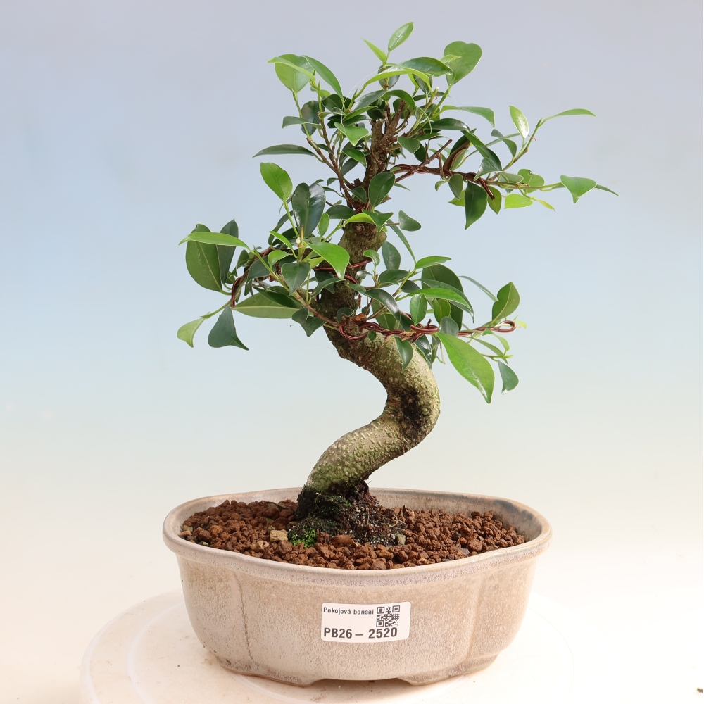 Room bonsai - Ficus retusa - small-leaved ficus