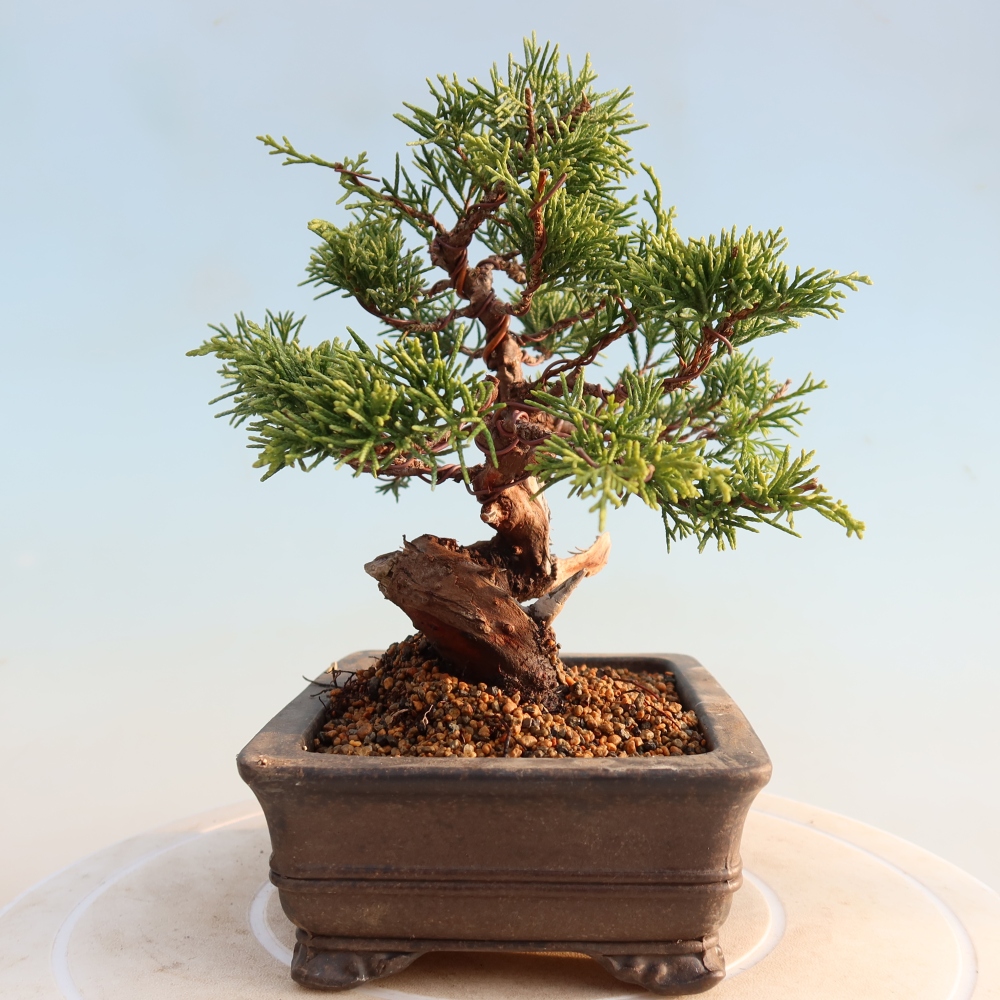 Outdoor bonsai - Juniperus chinensis Itoigawa - Chinese juniper