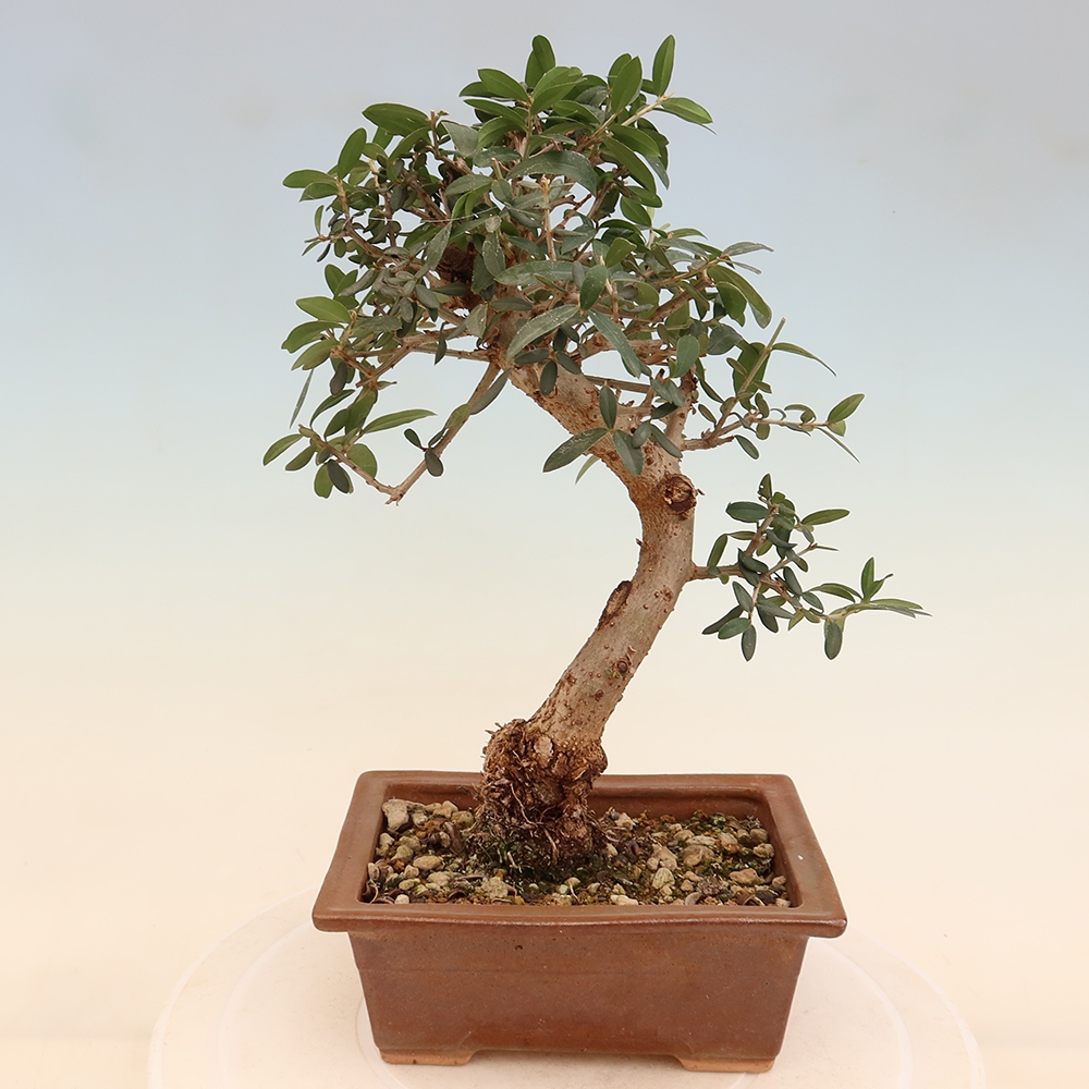 Indoor bonsai - Olea europaea sylvestris
