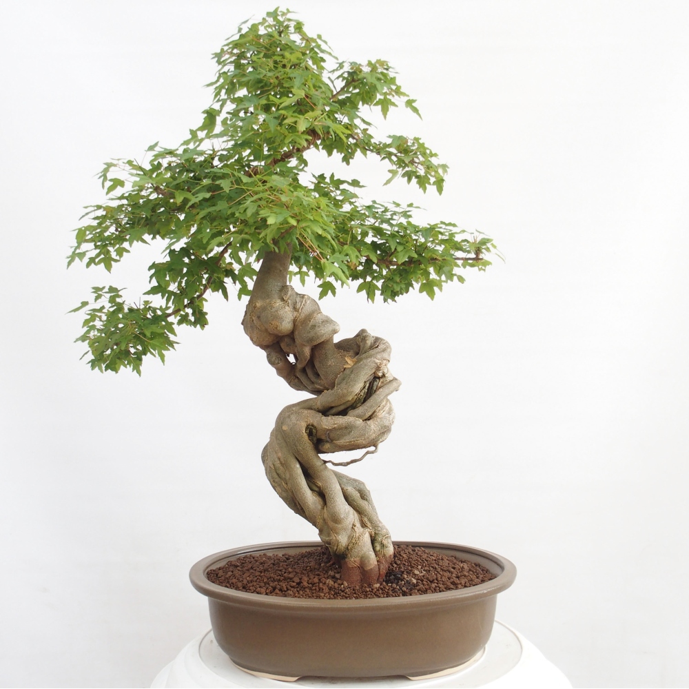 Outdoor bonsai - Maple Buergerianum - Burger Maple