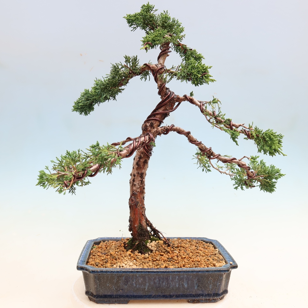 Outdoor bonsai - Juniperus chinensis Kishu