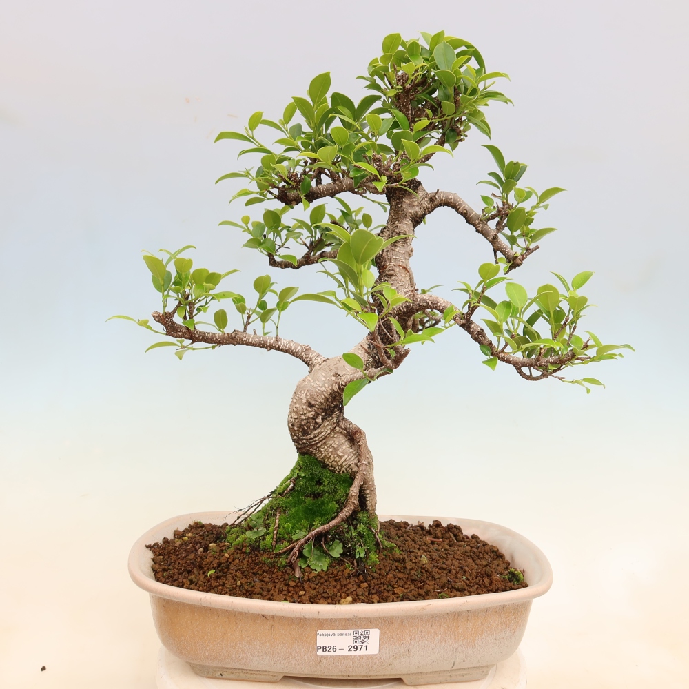 Room bonsai - Ficus kimmen - small-leaved ficus