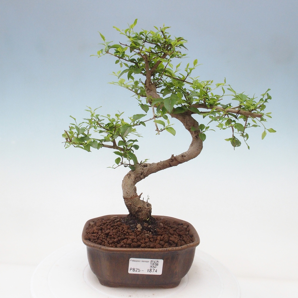 Indoor bonsai -Ligustrum chinensis - Bird's beak