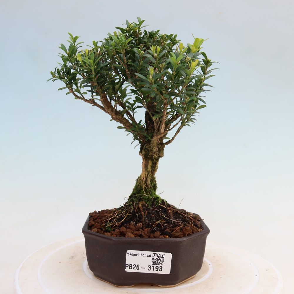 Room bonsai - Buxus harlandii - cork buxus