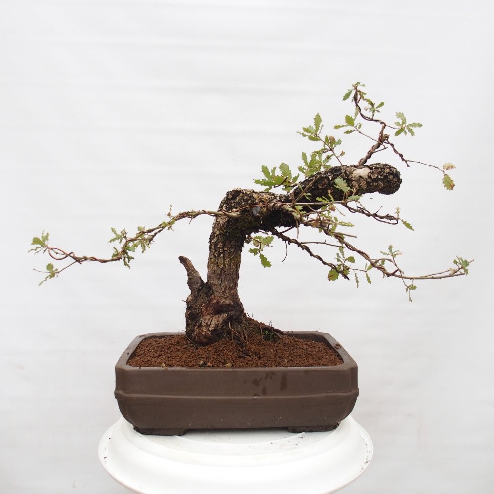 Yamadori - Quercus Ilex - Oak holly