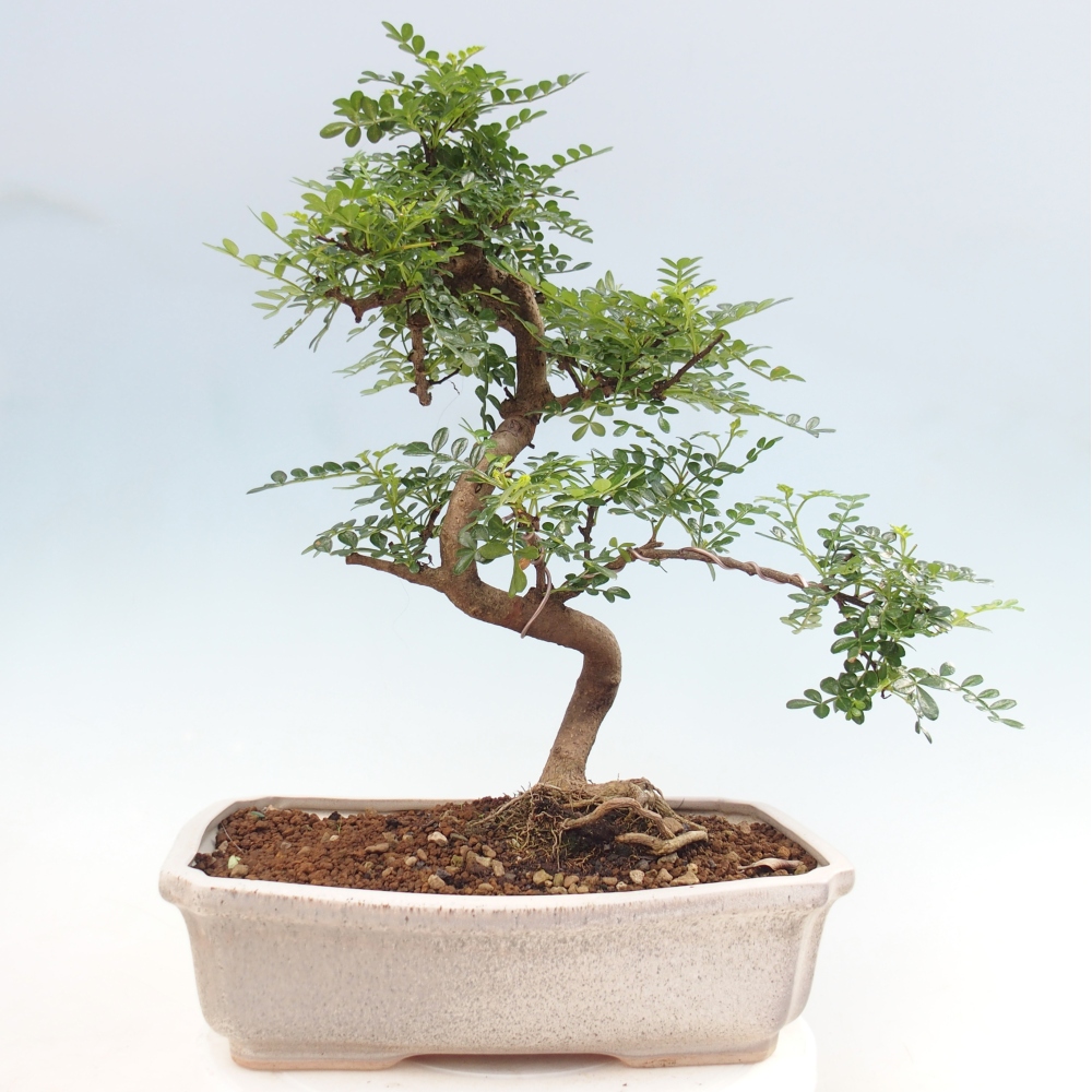 Room bonsai - Zantoxylum piperitum - pepper tree