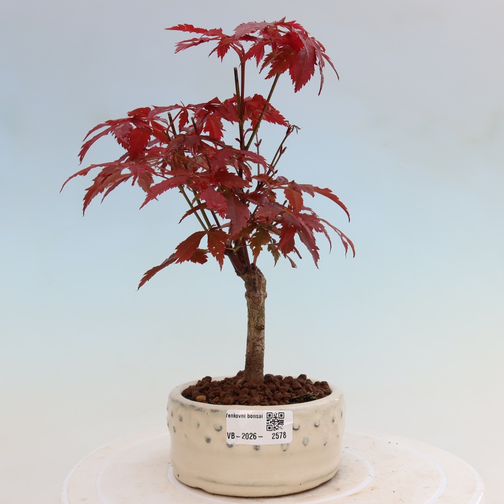 Outdoor bonsai - Acer palm. Atropurpureum-Javor palmate