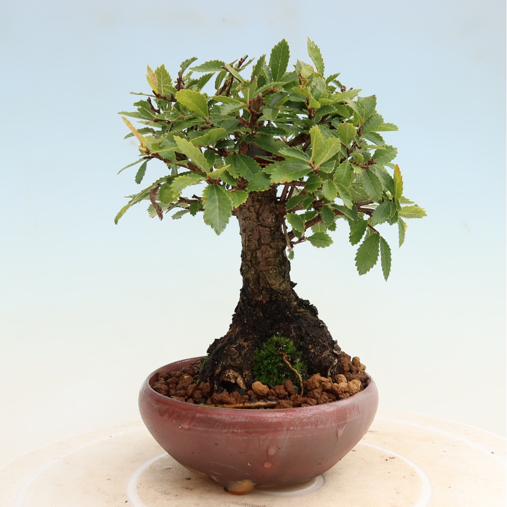 Outdoor bonsai - Zelkova - Zelkova NIRE