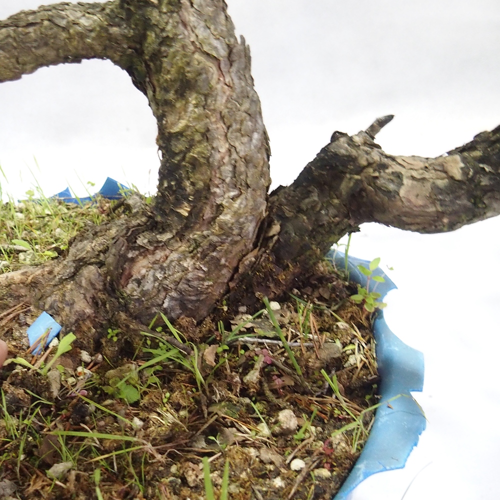 Yamadori - Pinus sylvestris 