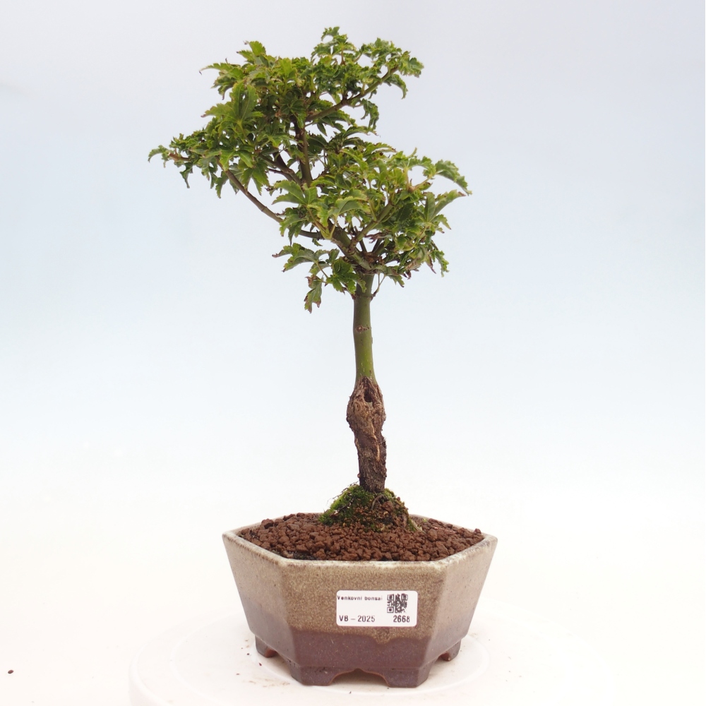 Outdoor bonsai - Acer palmatum Shishigashira maple