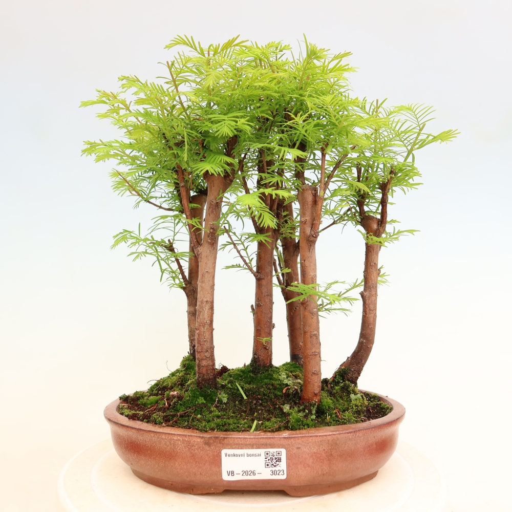Outdoor Bonsai - Metasequoia glyptostroboides - Chinese Metasequoia - Grove