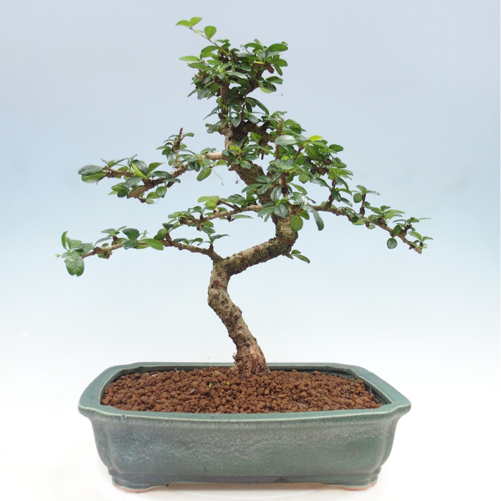 Room bonsai - Carmona macrophylla - Tea fuki