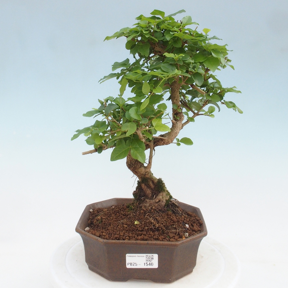 Indoor bonsai -Ligustrum chinensis - Bird's beak