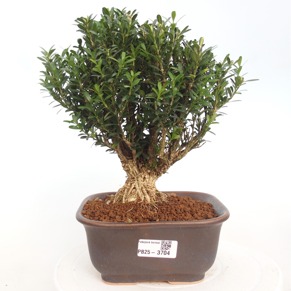 Indoor bonsai - Buxus harlandii - Cork boxwood