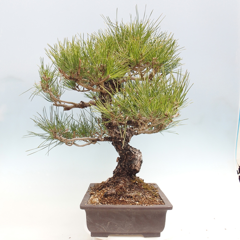 Outdoor bonsai - Pinus thunbergii - Thunberg pine