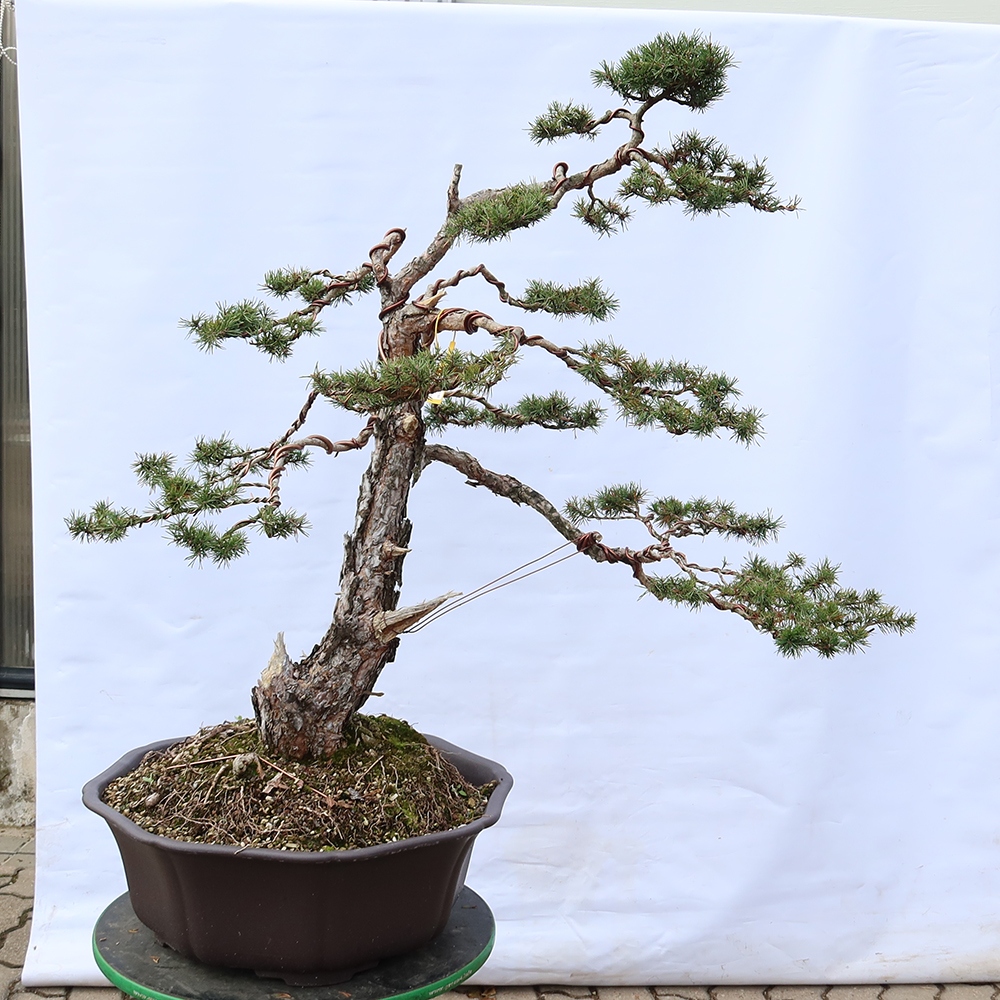 Pinus sylvestris Spain - Scots pine