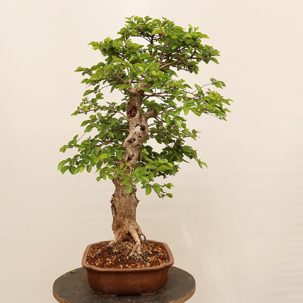 Outdoor bonsai - Carpinus Coreana - Korean hornbeam