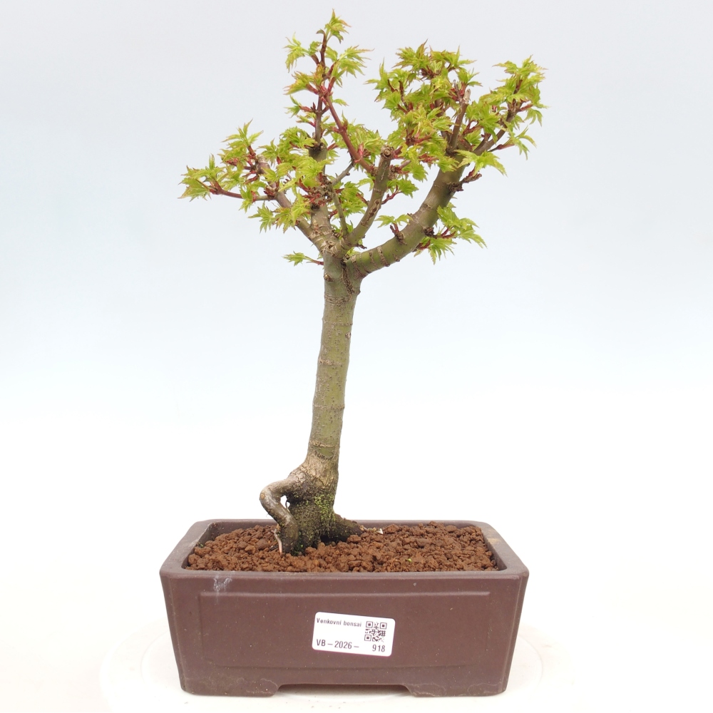 Outdoor bonsai -Javor palm Acer palmatum Shishigashira