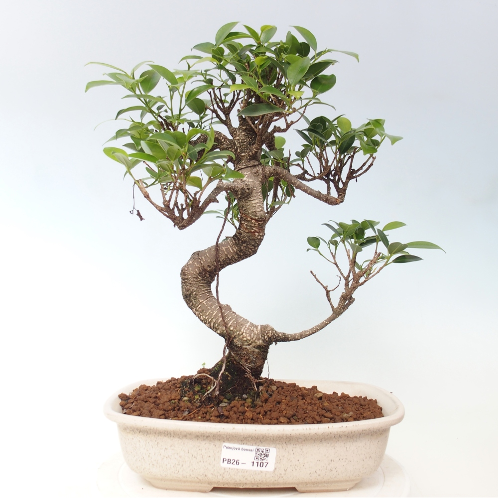 Room bonsai - Ficus kimmen - small-leaved ficus