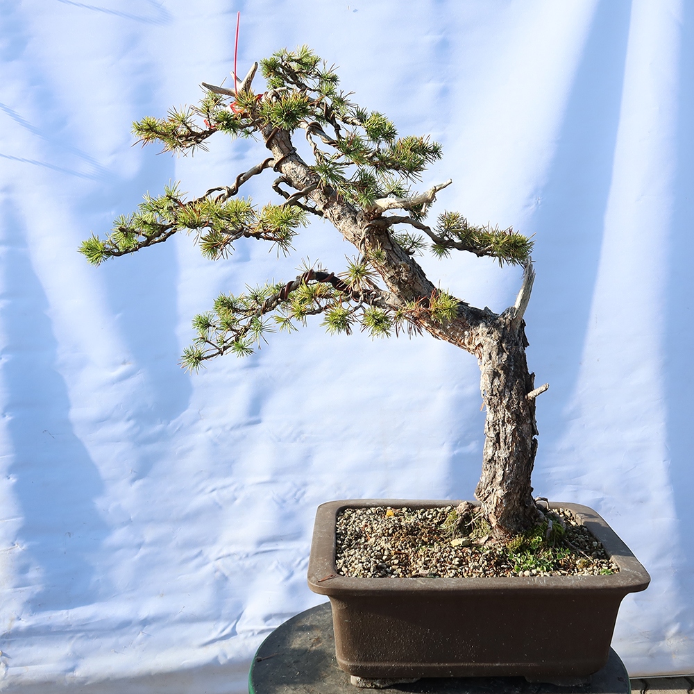 Pinus sylvestris Spain - Scots pine
