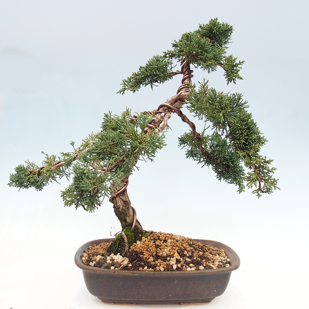 Outdoor bonsai - Juniperus chinensis Kishu