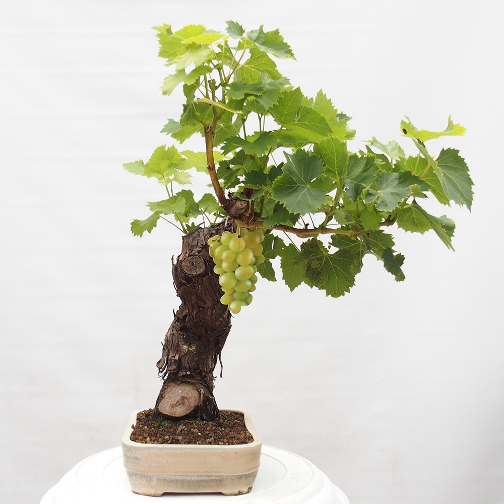 Outdoor bonsai - Vitis vinnifera MUSKAT ITALIA  - Grapevine