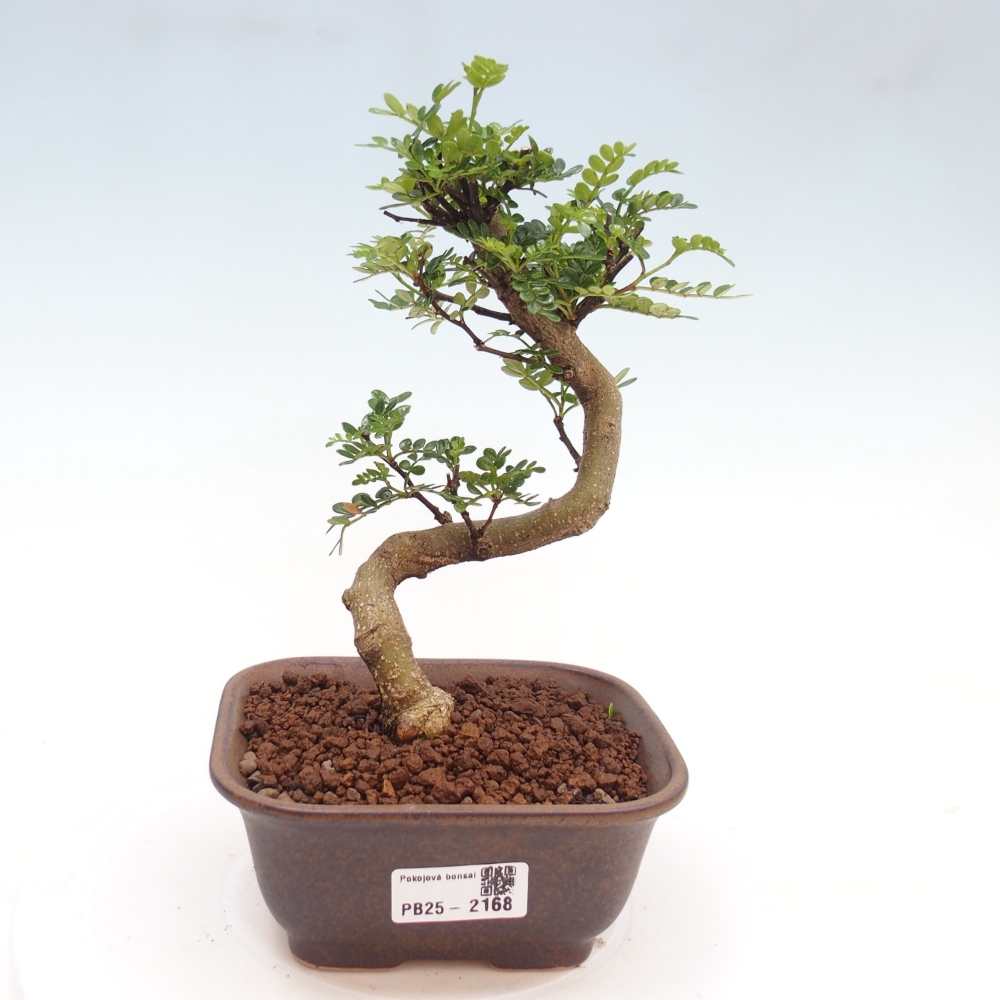 Indoor bonsai -Ligustrum chinensis - Bird's beak