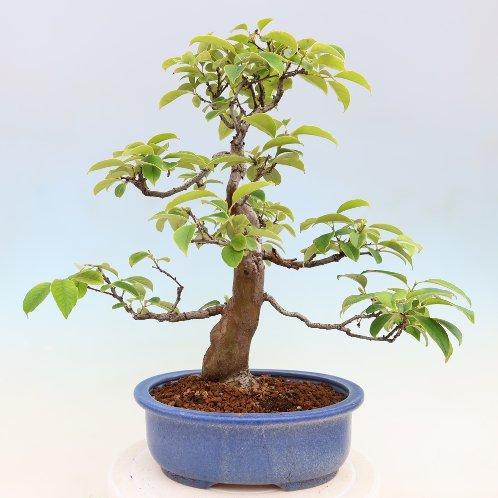 Outdoor bonsai - Pseudocydonia sinensis - Chinese quince
