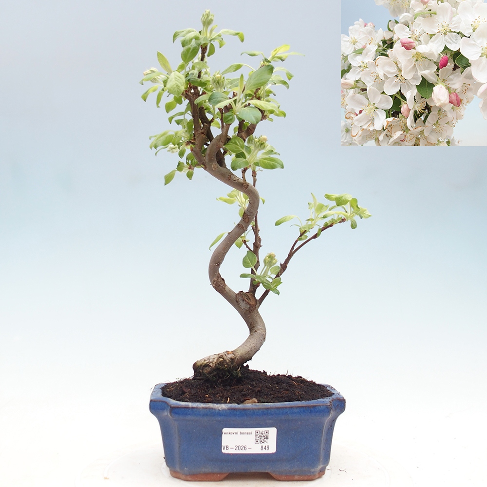 Outdoor bonsai -Malus halliana - Small-fruited apple tree