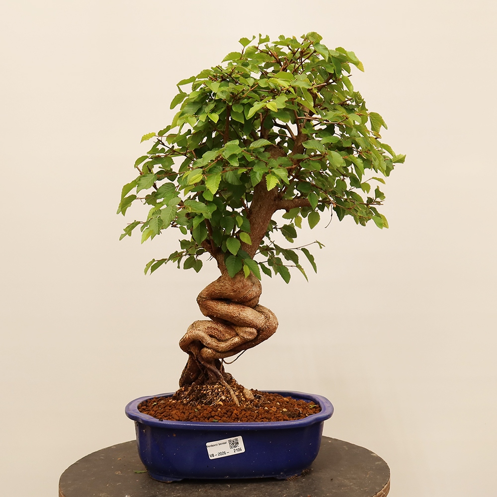Outdoor bonsai - Carpinus Coreana - Korean hornbeam