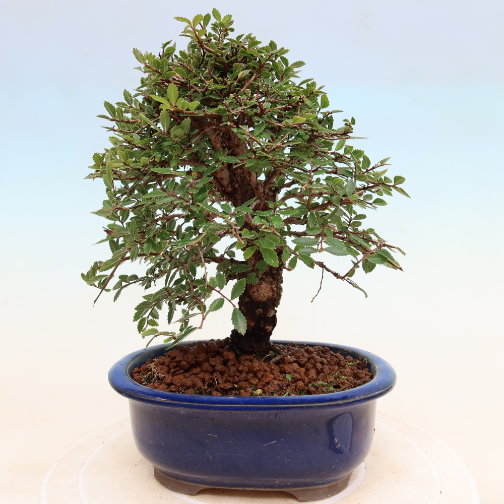 Outdoor bonsai - Zelkova - Zelkova NIRE