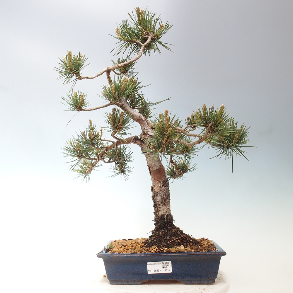 Outdoor bonsai - Pinus Sylvestris - Scots pine
