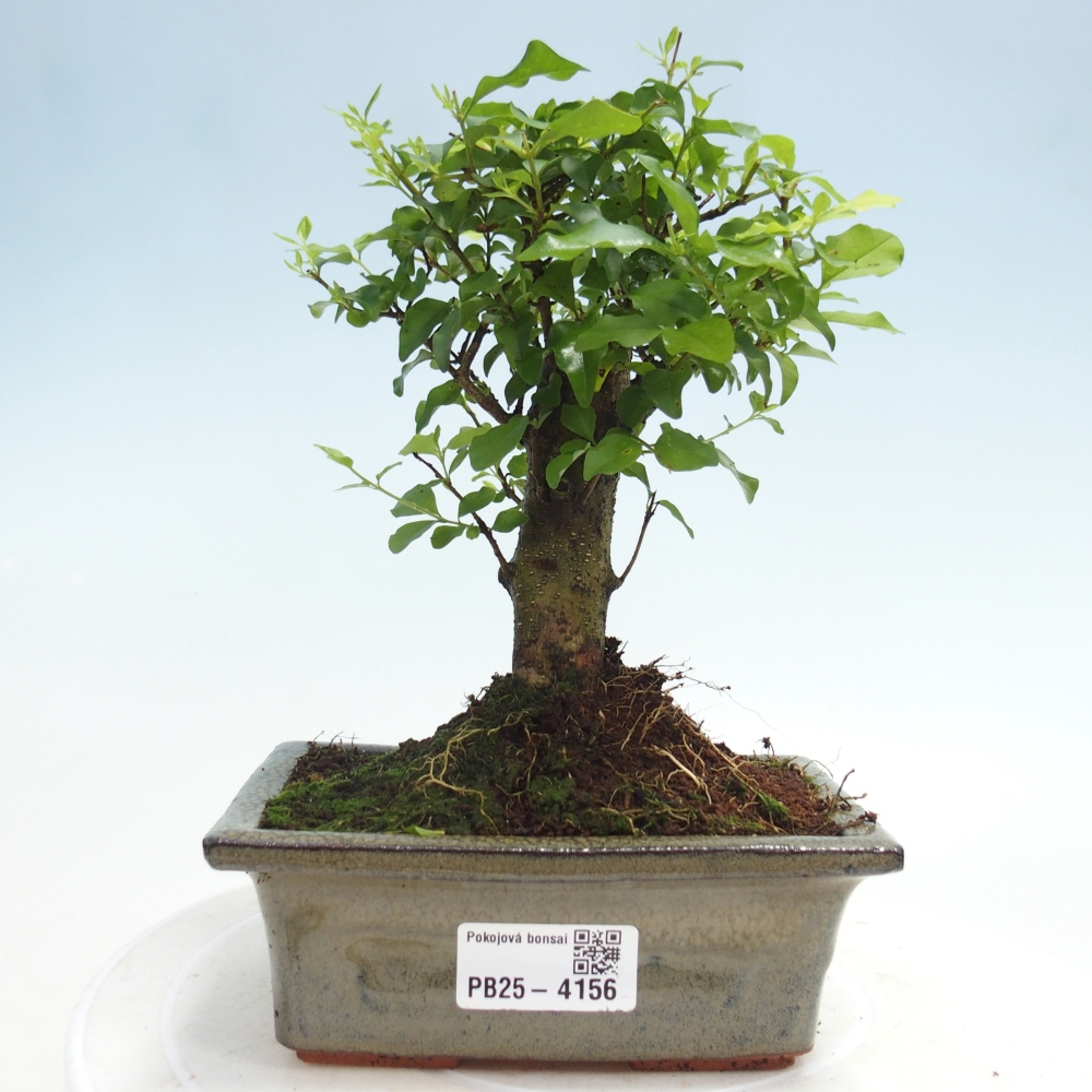 Room bonsai -Ligustrum chinensis - Birds Beak