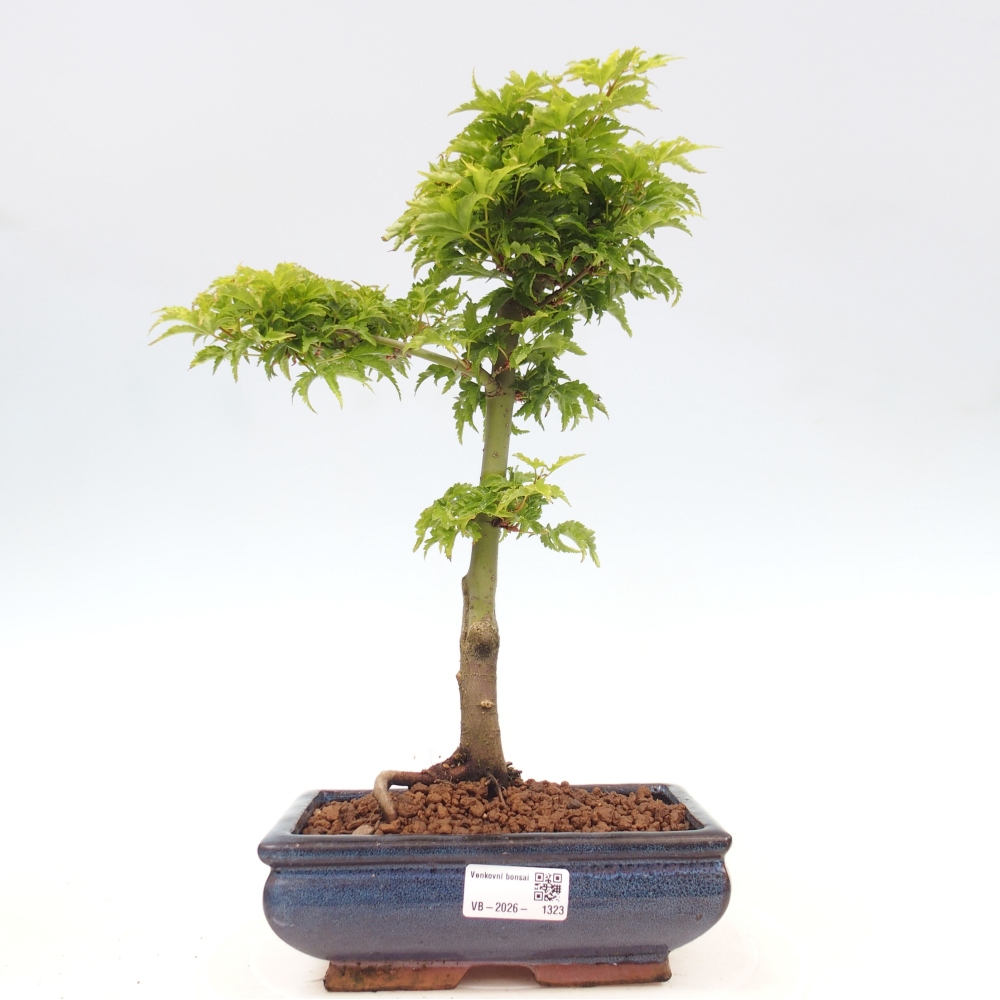 Outdoor bonsai -Javor palm Acer palmatum Shishigashira