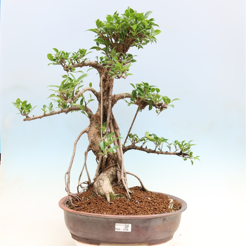 Room bonsai - Ficus kimmen - small-leaved ficus
