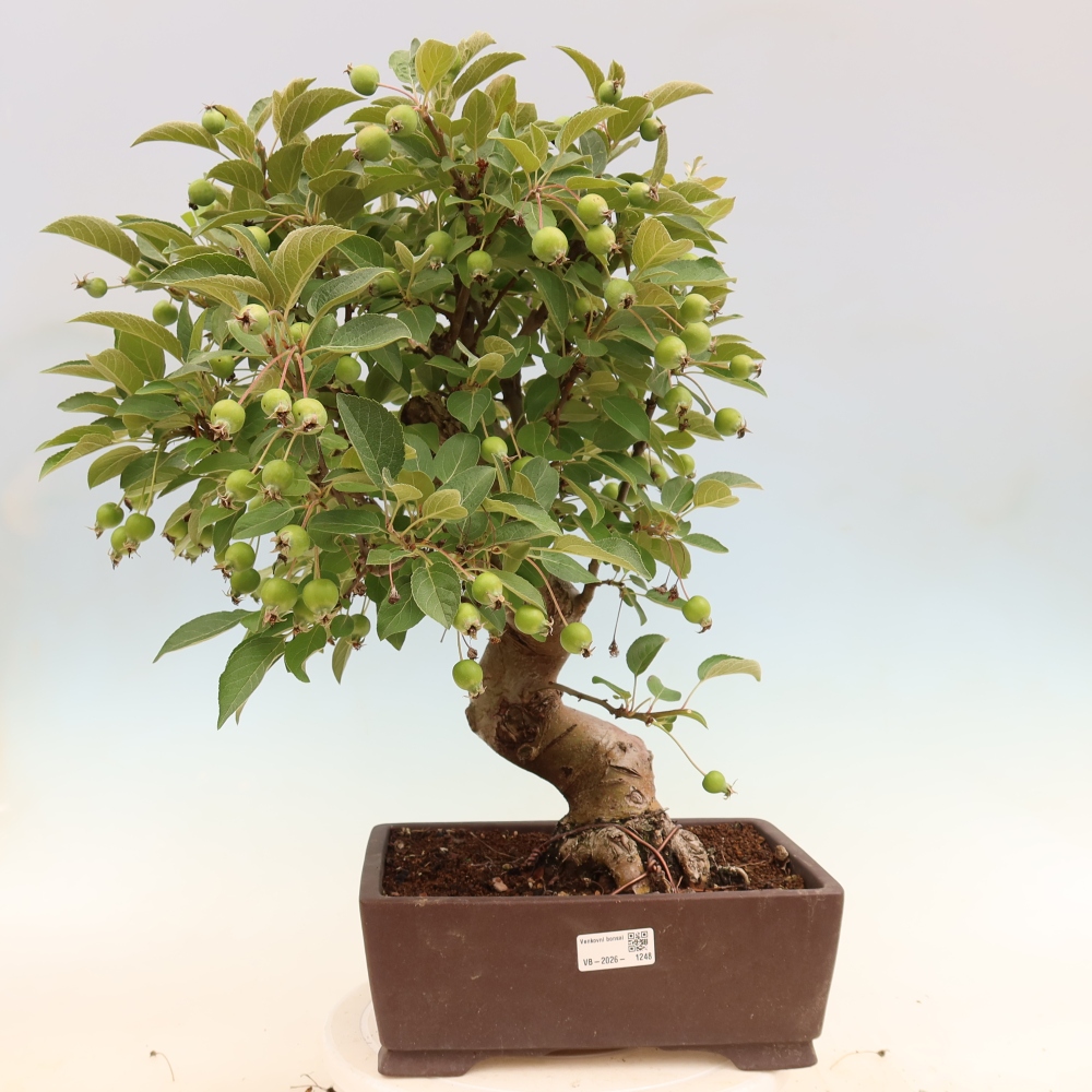 Outdoor bonsai -Malus halliana - Small-fruited apple tree